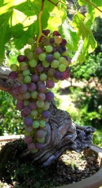 Виноградное дерево