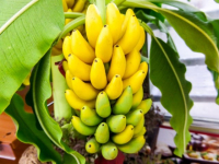 Банан декоративный Пигмей