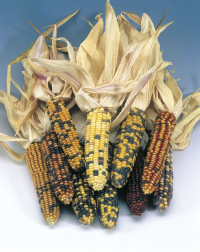Кукуруза декоративная Амеро