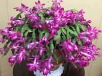 Шлюмбергера смесь