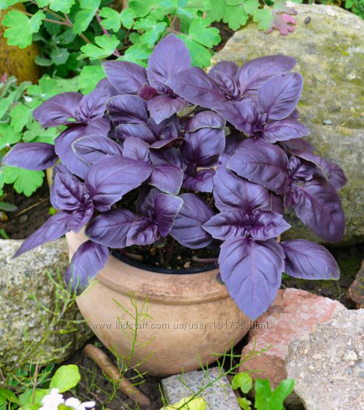 Как выглядит базилик фиолетовый и как его выращивать?