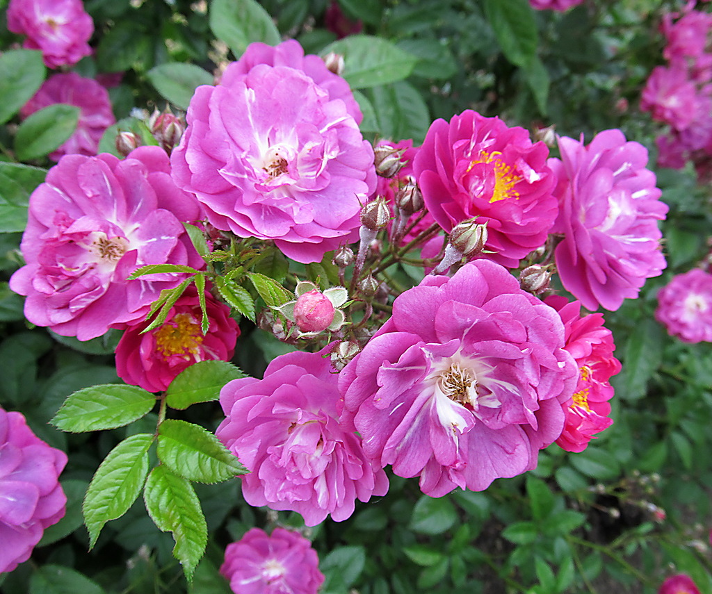 Кузбасский ботанический сад - Роза китайская 'Крылья ангела'