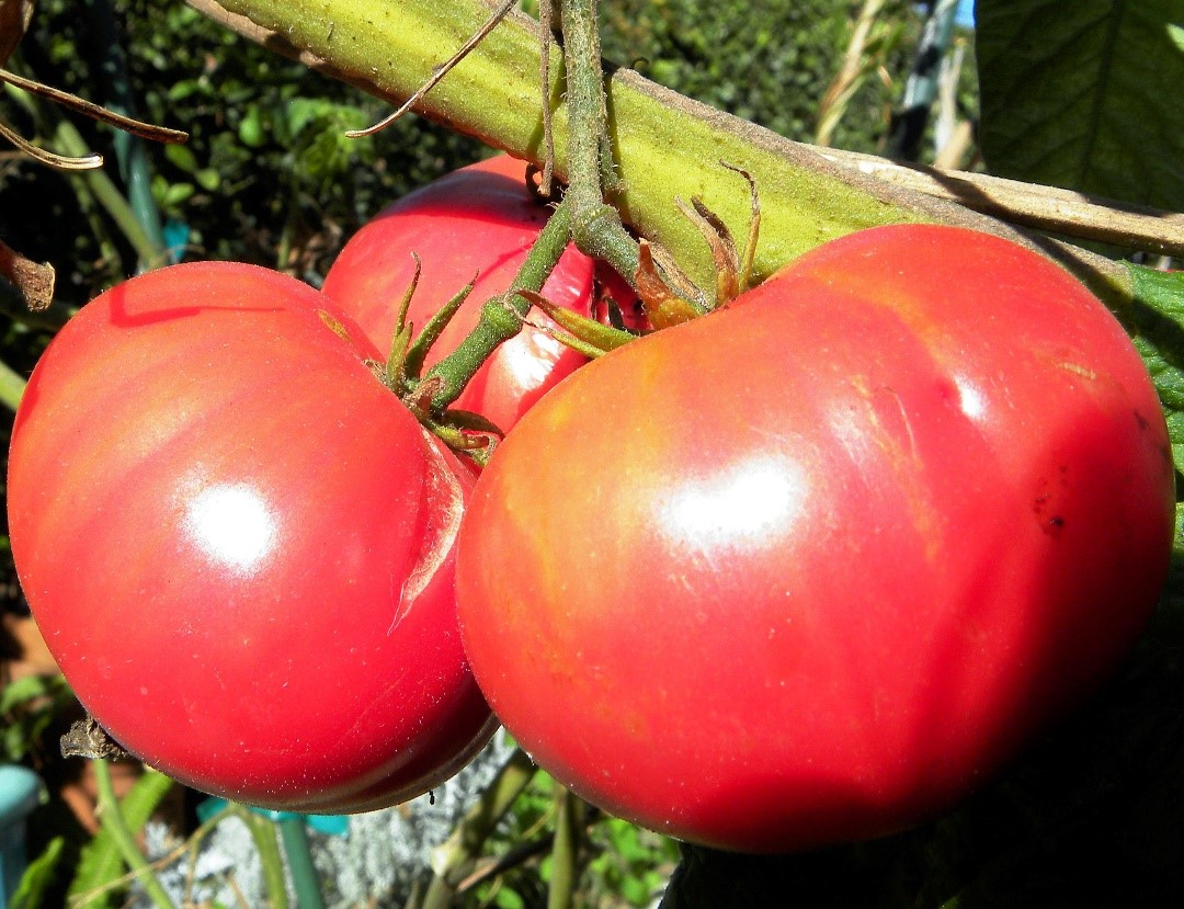 семена томат розовый гигант