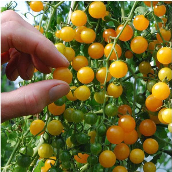 Отзывы о сортах желтых помидоров черри