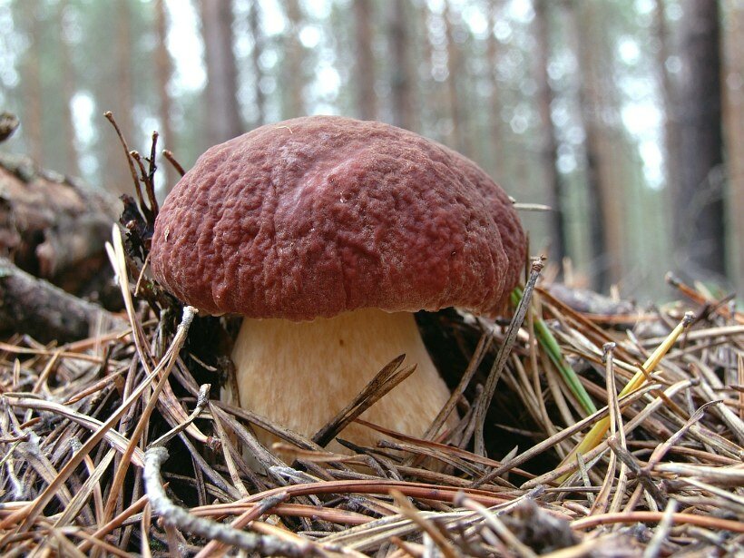 Белый гриб сосновый фото