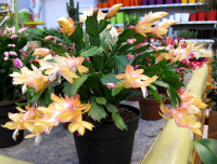 Шлюмбергера смесь