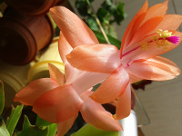 Шлюмбергера смесь