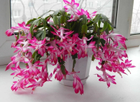 Шлюмбергера смесь