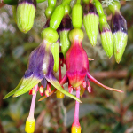 Фуксия Экскортиката (Fuchsia excorticata) смесь
