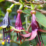 Фуксия Экскортиката (Fuchsia excorticata) смесь