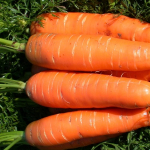 Морковь Нантская-4
