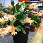 Шлюмбергера смесь