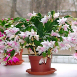 Шлюмбергера смесь