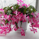 Шлюмбергера смесь